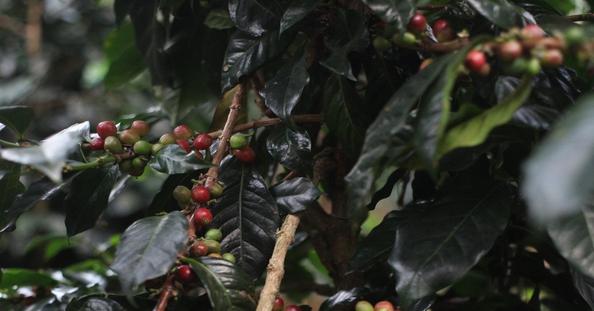 Brawn & Brains Coffee