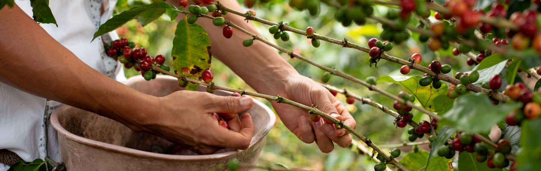Coffee Sourcing Transparency in Singapore: The New Standard